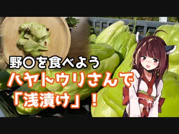 【思い切って野〇を食べてみよう】#43 ハヤトウリさんで「浅漬け！」