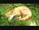 【北方氷雪華】　寂しがり屋の神の子　～ a little needy fox　【アレンジ】