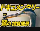 そんなもん食べるの？！野鳥の捕食風景。