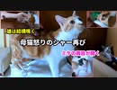 目薬中の茶トラ赤ちゃんが心配で連れ戻そうとする母猫【生後十五日目-2 五匹の子猫】