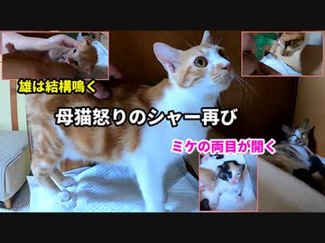 目薬中の茶トラ赤ちゃんが心配で連れ戻そうとする母猫【生後十五日目-2 五匹の子猫】