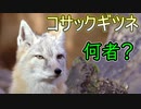コサックギツネ【ゆっくり解説】
