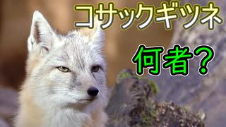 コサックギツネ【ゆっくり解説】