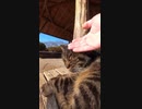 ボランティアさんが来るのを待つ猫達#Shorts【野良猫】【感動猫】