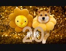 柴犬ももっぷにライオンの相棒現る【もふもふポン・デ・柴】