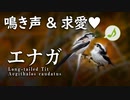 エナガの鳴き声&求愛行動1120