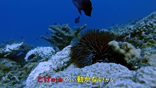 全く動かないオニヒトデを見る動画です。