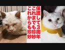 衰弱したオッドアイの保護猫、珍妙の主役で3周年