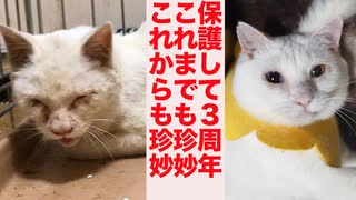 衰弱したオッドアイの保護猫、珍妙の主役で3周年