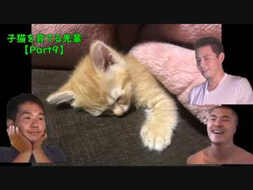 子猫を育てる先輩【Part9】