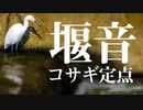 【川の音】コサギの狩りと堰を流れる川の音定点観測【環境音】