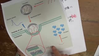 ［再］安全で有効なmRNAワクチンか