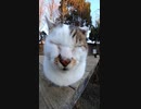 野良猫が生えている！？#Shorts【野良猫】【感動猫】