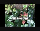 ドッグ