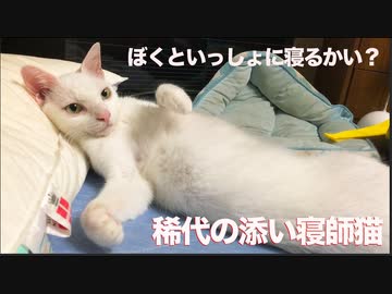 稀代の添い寝師猫、甘え下手の弟子に極意を授ける