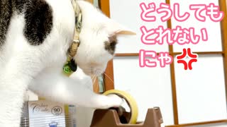 セロハンテープをどうしてもとりたい猫