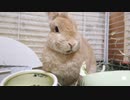 無限大葉編