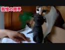 母猫が風邪薬中の子猫を連れ戻し大変な事に…【生後十五日目-3 五匹の子猫】