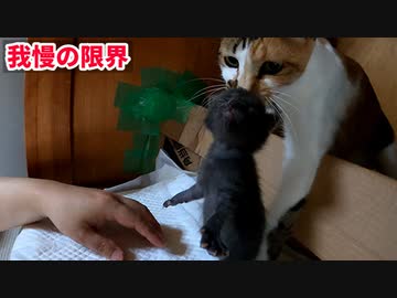 母猫が風邪薬中の子猫を連れ戻し大変な事に…【生後十五日目-3 五匹の子猫】