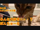 【ねこ缶レビュアーズ】２話「ちゅーるで一杯　猫見酒」【Voiceroid】