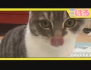 最後の夜かもしれない、子猫の大戦前夜。今夜だけはクッソ遊びましょう【召喚獣はる】