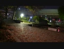 【素材】夜中の公園、紅葉の落ち葉と首都高速道路