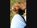 マーキングが激しい猫#Shorts【野良猫】【感動猫】