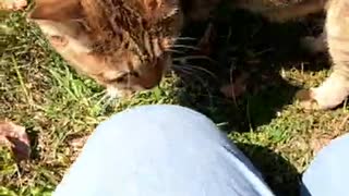 マーキングが激しい猫#Shorts【野良猫】【感動猫】