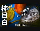 1117B②【メジロの柿の食べ方】マガモのエクリプス？マルガモ？カルガモの求愛ダンス。セキレイ3種、ハク・キ・セグロ。コガモが増えた。ヒヨドリ、ムクドリ。野鳥撮影　#身近な生き物語　#メジロ　#マガモ