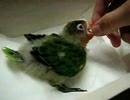 ボタンインコ飼ってみた4(◎θ◎)