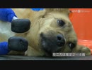 足4本切断された保護犬に義足、費用はクラウドファンディング ロシア