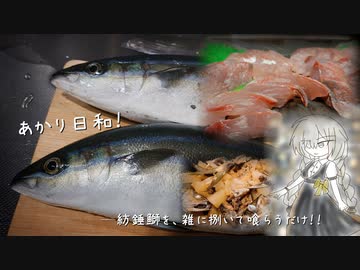 あかり日和～紡錘鰤を、雑に捌いて喰らうだけ！～