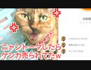 夜中放置していた猫が激おこだったので猫語アプリで聞いてみたらケンカ売られてたｗ