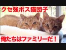 猫に慕われるボス猫、その家族愛を見せつける