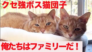 猫に慕われるボス猫、その家族愛を見せつける