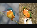 カワセミの構造色の色の変化