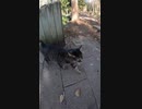 猫語で語りかける猫に案内されついて行くと・・・#Shorts【野良猫】【感動猫】