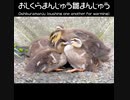 カルガモおしくらまんじゅう雛まんじゅう