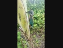 ホモと学ぶTNPと化したキツツキ