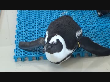 エビとカニの水族館に行ってきた　2021