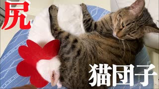 負うた子の Siriにめり込み 猫団子