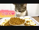 猫に大量のごはんをあげてみた