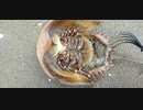 カ　ブ　ト　ガ　ニ