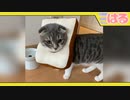 しょくぱんまんを倒した子猫がクッソ愛おしい【召喚獣はる】