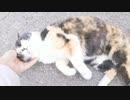 ヘブン状態
