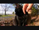 黒猫のご機嫌を取ろうとするが・・・【野良猫】【感動猫】