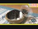 去勢手術後の子猫……クッソ不自由な生活7日間開始【召喚獣はる】