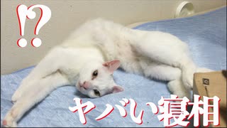 ウチューネコチャン、子猫育児中のヤバすぎ寝相