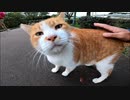 よく喋る猫ちゃん、いつもの所でモフられ待ちしてました。