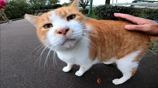 よく喋る猫ちゃん、いつもの所でモフられ待ちしてました。